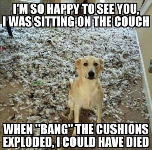 some-funny-animal-memes-5