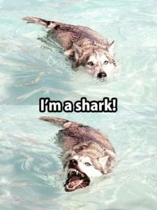 some-funny-animal-memes-4